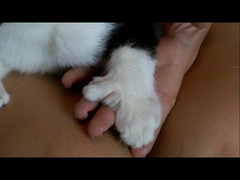 Polydactyl kittens up for adoption