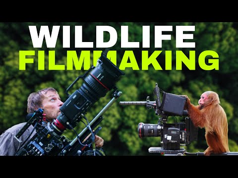 TOP 5 WILDLIFE CAREER PATHS! 5/5 WILDLIFE FILMMAKER