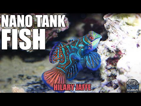 FISH For A 20-Gallon NANO Reef Tank! - Hilary Jaffe