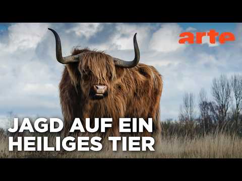 Seele der Prärie - Der Amerikanische Bison (1/2) | Doku HD Reupload | ARTE