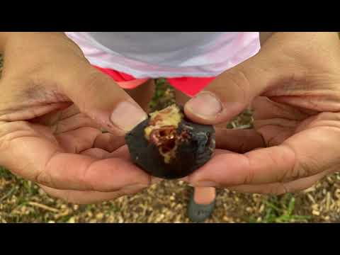 The Infamous De Tres Esplets Fig - Taste Test