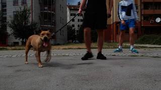Kojot - Shaolin Show (Drone Video )