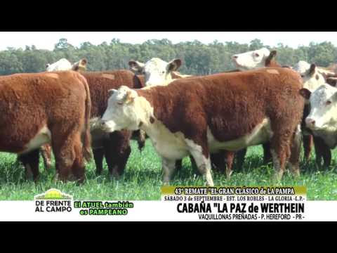 DE FRENTE AL CAMPO junto a CABAÑA "LA PAZ" de WERTHEIN -VAQ. PR  POLLED HEREFORD -