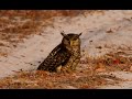 The Devil Bird Forest Eagle Owl From Sri Lanka