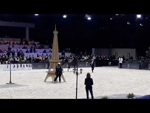 WK Arabian Horses Paris 2017 Equator