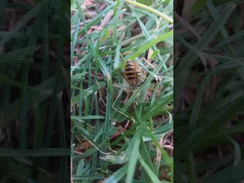 We were on the grasshoppers side