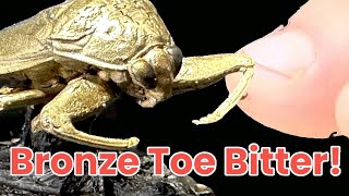Bronzing a Giant Toe Bitter