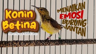 Download lagu Konin betina emosi terapi konin jantan biar mudah gacor dan birahi bongkar materi  mp3