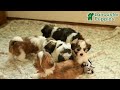 Malshi dogs for sale: Holly - Video 1