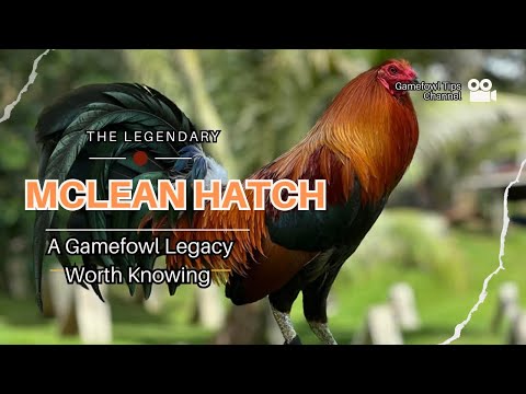 The Legendary McLean Hatch Bloodline: A Gamefowl Legacy Worth Knowing