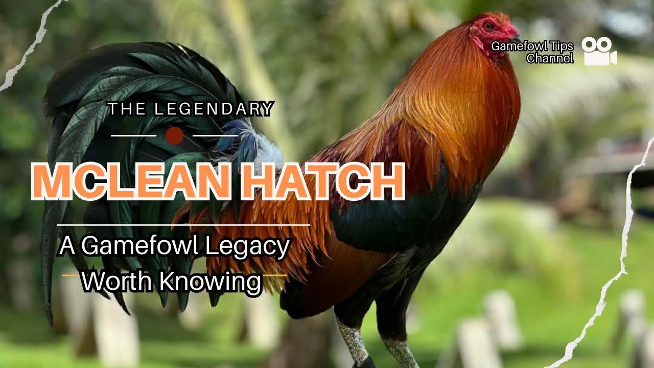The Legendary McLean Hatch Bloodline: A Gamefowl Legacy Worth Knowing