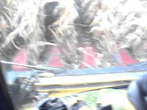 New Holland CX8060 + Dominoni 956 SL = żniwa kukurydziane OSINY (ŚLĄSK)