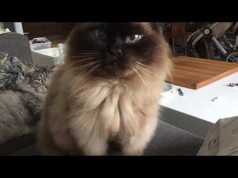 Ragdoll vs Maine coon, he Thinks the other cat hit HIM