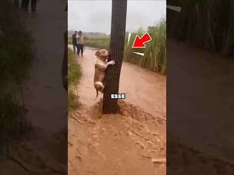 Os Heróis tentam salvar o PITBULL, mas ele cai na água. 😨
