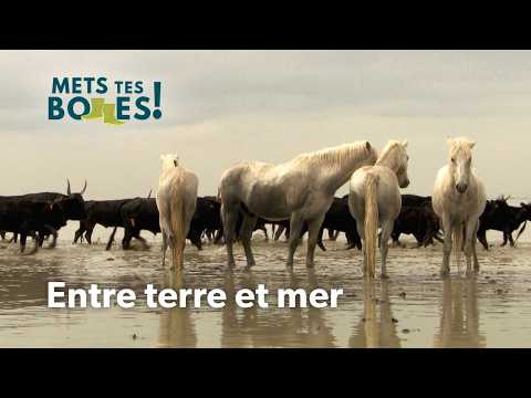 Camargue : Le royaume des chevaux libres