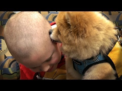 Vucast Pet Partners