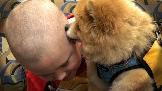 VUCast: Pet Partners video