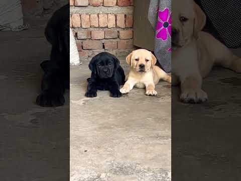 Gurjit Kamboj Labrador pups 9671402005