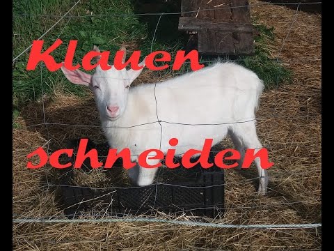, title : 'Klauen schneiden bei Ziegen und Schafen'