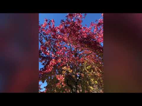Autumn Trees Slideshow