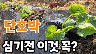 미니 단호박 심기전 꼭 주의 할점? 순치기와 열매 몇마디에 달아야 좋을까?