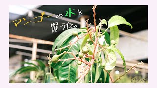 ブラジルでマンゴーの木を買うた。