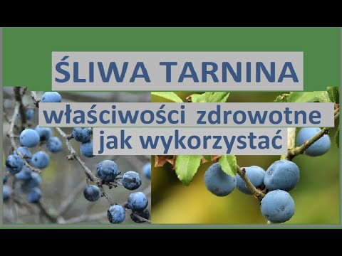 śliwa tarnina właściwości zdrowotne, zastosowanie. Co można zrobić.