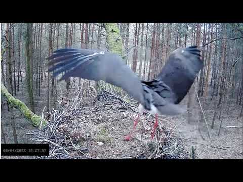 Bociany czarne online 2022 - Samica przylatuje do gniazda Flo 8.04.2022