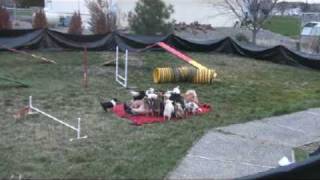 AMERICA'S GOT TALENT TINY TALENT - DOG ACT