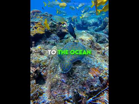 This Man FOUND a Transparent Creature 🐟❤️ #USA