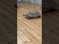Tortoise walking