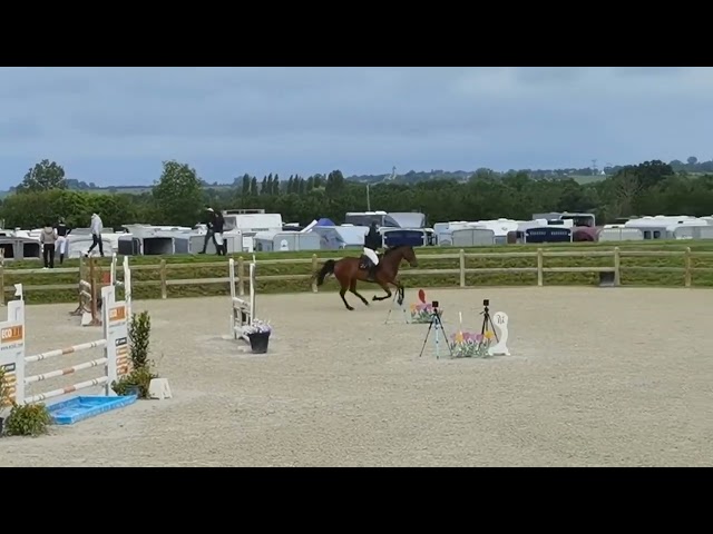 Hongre 8 ans en 2026