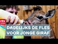 Girafje geboren in Wildlands | RTV Drenthe