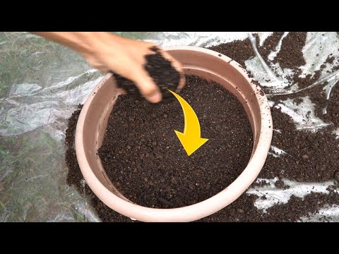 古い培養土はまだ使えますか? トピックス