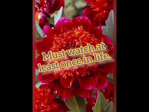 तेजस्विता,TEJASVITA( Hindi - 132), Values for a quality life.