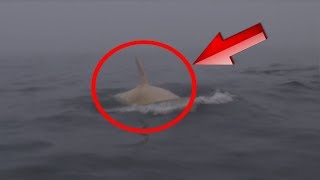 3 Years After This White Killer Whale Vanished, A Scientist Made An Incredibly Rare Sighting.