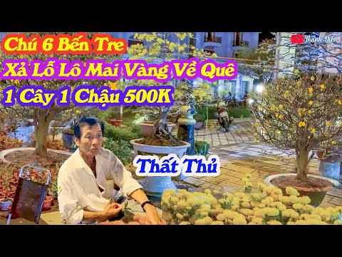 Chợ Tết 2023 Rạch Giá Lô Mai Vàng Xả Lỗ 500K Cây Về Quê | Thanh Điền Miền Tây