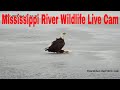 🔴 LIVE Mississippi River Wildlife Camera, Brainerd, MN