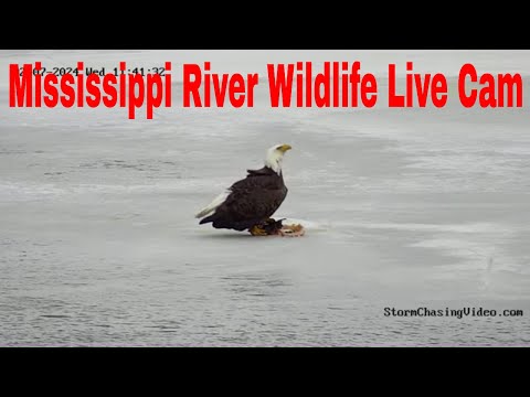 🔴 LIVE Mississippi River Wildlife Camera, Brainerd, MN