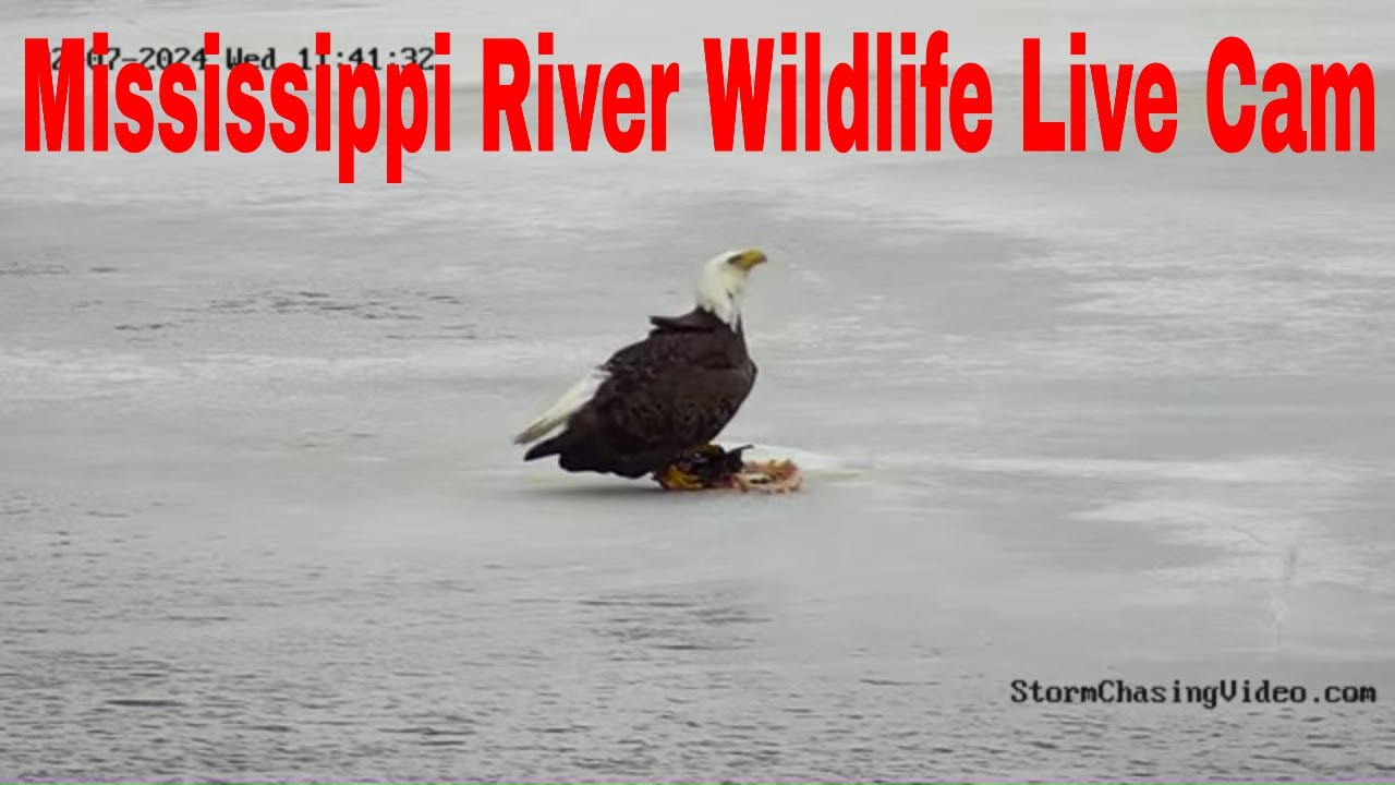 Live webcam view of Mississippi River Wildlife Cam