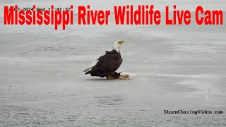 Mississippi River Wildlife Cam — Brainerd, MN