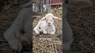 Download lagu Îți place de mine ? #miel #oaie #funny #meme #amuzant #animale mp3