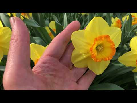 Delibes Daffodils | Bulbs in Bloom