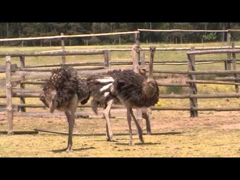 Farma Strusi w Kniewie / Ostrich Farm in Kniewo