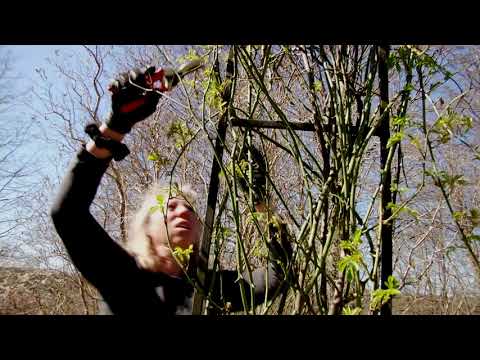 Dags att beskära rosor