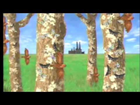 Industrial Melanism   peppered moth case study