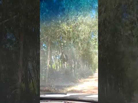 ESTRADA DE MARIA HELENA PR