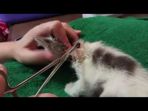 猫の寄生虫に対する家庭療法