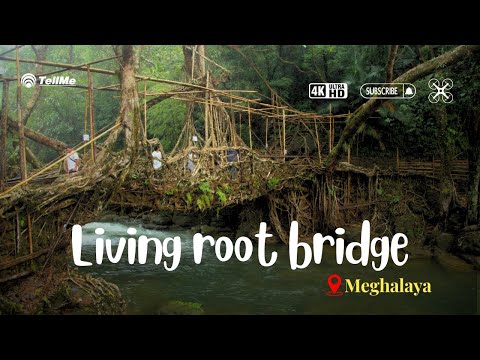 Take a look at the living root bridge in, Riwai village I Meghalaya
