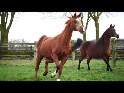 🐚 KWESTURA 🐚 (MONOGRAMM x KWESTA), 1995 Mare